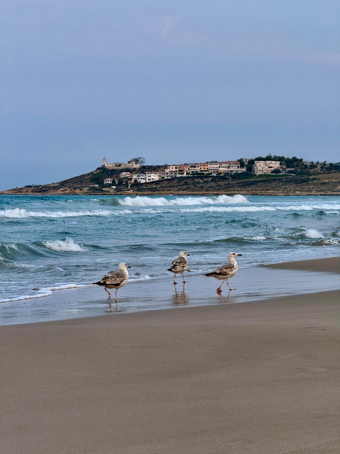 Three seagulls walking on San Juan Beach in Alicante, Spain, under a clear sky.